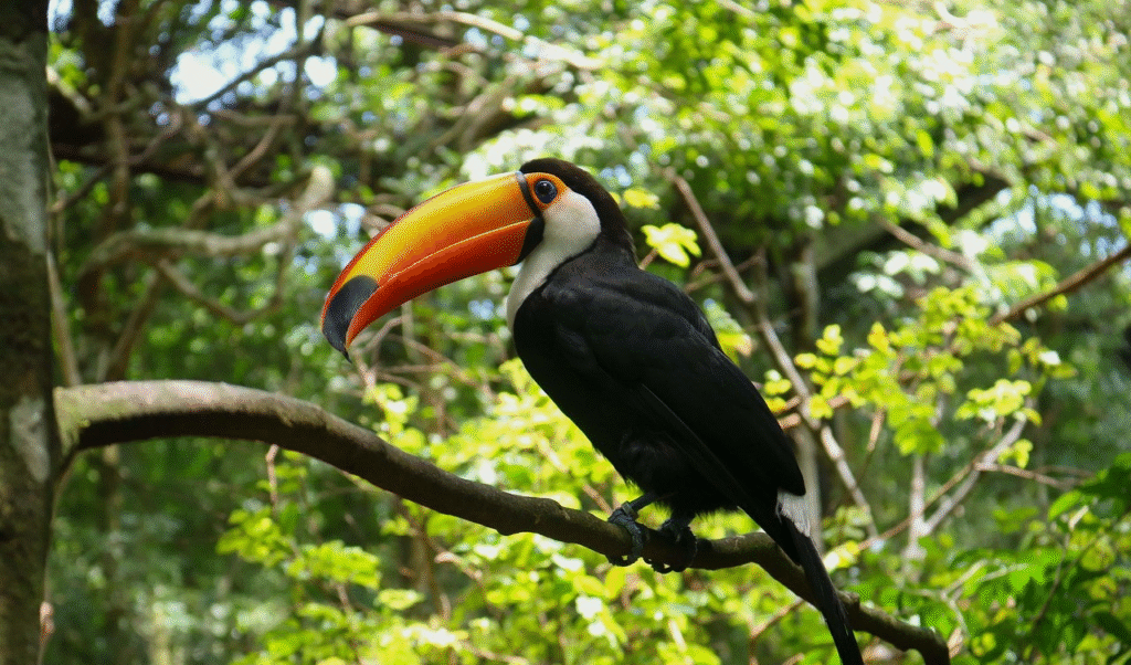 Toucan, Costa Rica
